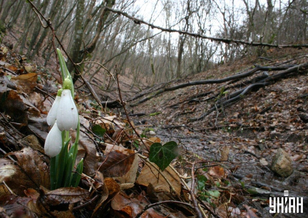 Löydä kettu metsästä 9 sekunnissa / kollaasi Mojein kuvan kanssa