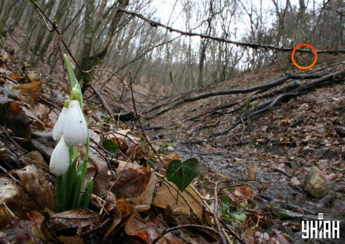 Kettu ei ollut kaukana kuvan vasemmasta yläkulmasta / kollaasi Moje kuvasta