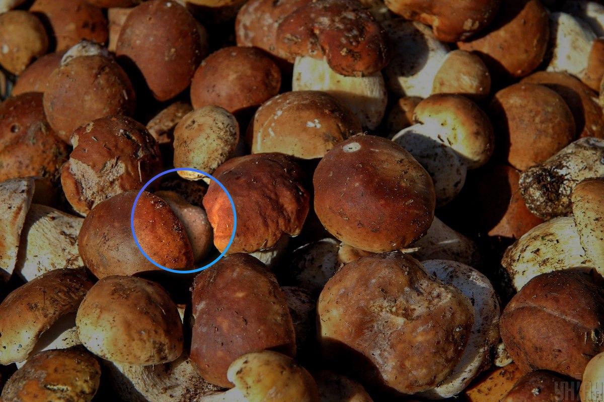 Kivi oli lähes optisen illuusion keskellä / Moje kollaasi