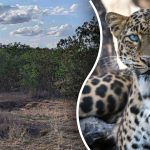 Leopardin löytäminen viidakosta 8 sekunnissa: paras tapa testata tarkkaavaisuuttasi…
